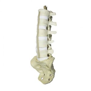 lumbar vertebral column model
