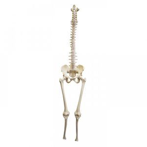 pelvis model