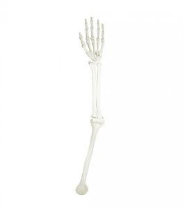 hand model / radius / humerus / ulna