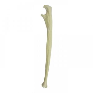 bone model 1