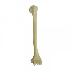 humerus model / bone / for teaching