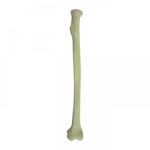 radius model / bone / for teaching