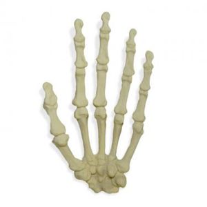 hand model / bone / for teaching