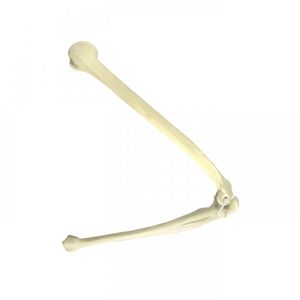 radius model / humerus / ulna / elbow
