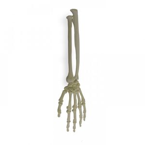 hand model / radius / ulna / bone