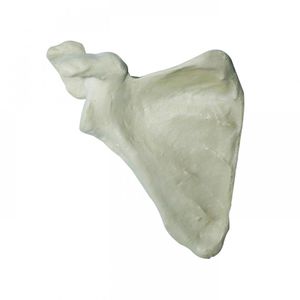scapula model