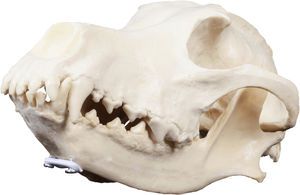 skull model