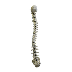 vertebral column model / for teaching / flexible