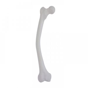 femur model / for teaching / pathology