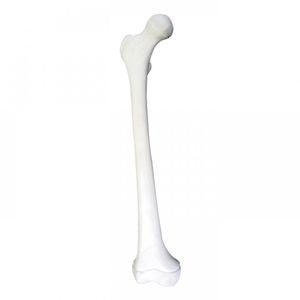 bone model 1