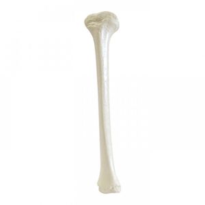 bone model 1