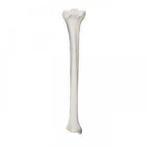 bone model 1