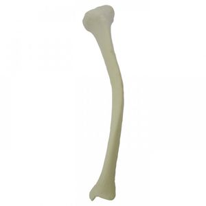 tibia model