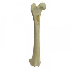 femur anatomical model 1