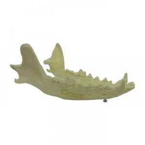 mandible model 1