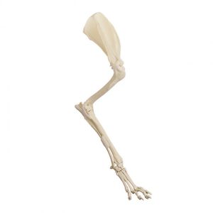 upper limb model