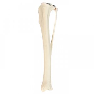 Bone model - AV150 D - Nacional Ossos - femur / for teaching / feline