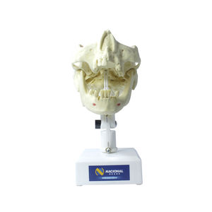 mandible model