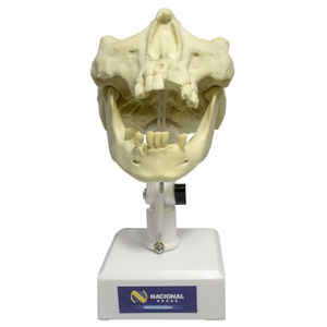 mandible model / maxilla / denture / for teaching
