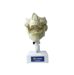 mandible model 1