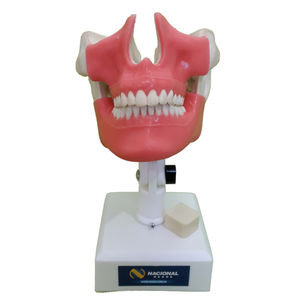 mandible model / maxilla / denture / gingival