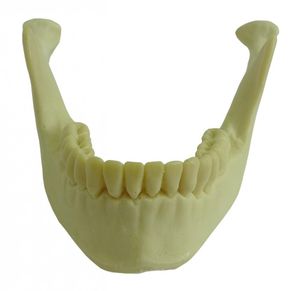 bone model 1