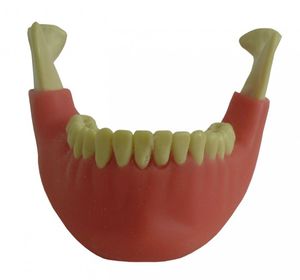 mandible model