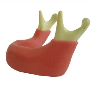 mandible model / gingival / for teaching