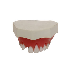 maxilla anatomical model 1
