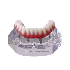 mandible model