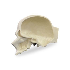 skull model 1