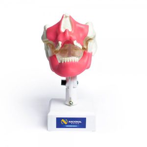 mandible model