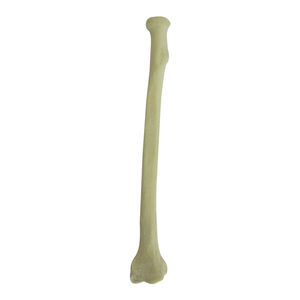 bone model
