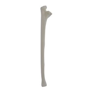 bone model 1
