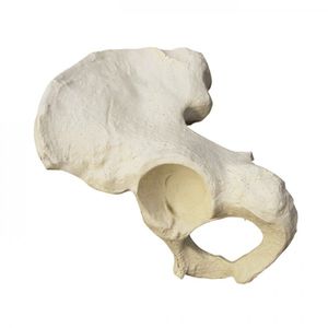 hemi-pelvis anatomical model