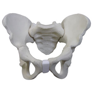 bone model