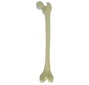 bone model 1