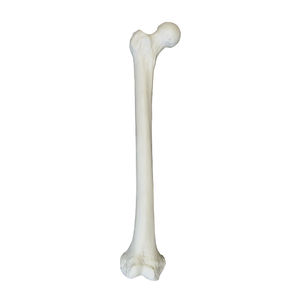 bone model 1