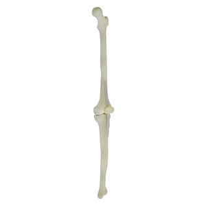 bone model