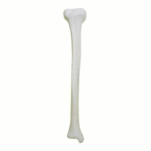 bone model 1