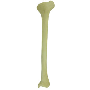 bone model 1