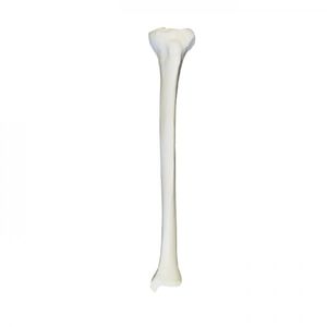bone model 1
