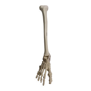 bone model 1