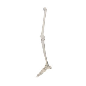 bone model