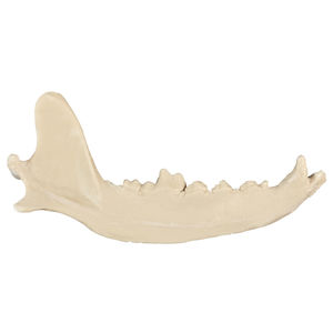 bone model 1
