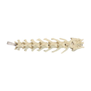 lumbosacral model 1
