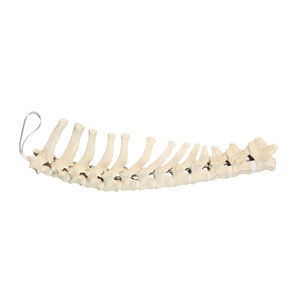 thoracic spine model