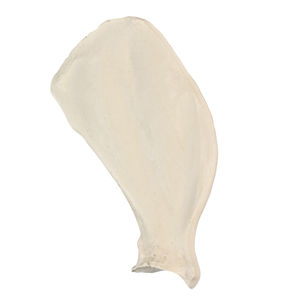 bone anatomical model 1