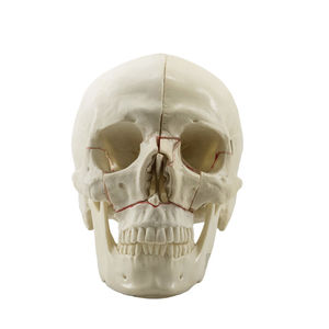 skull model 1