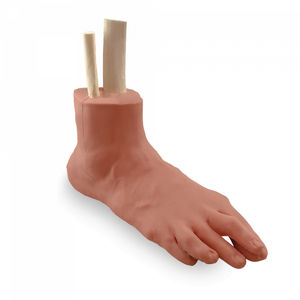 foot anatomical model